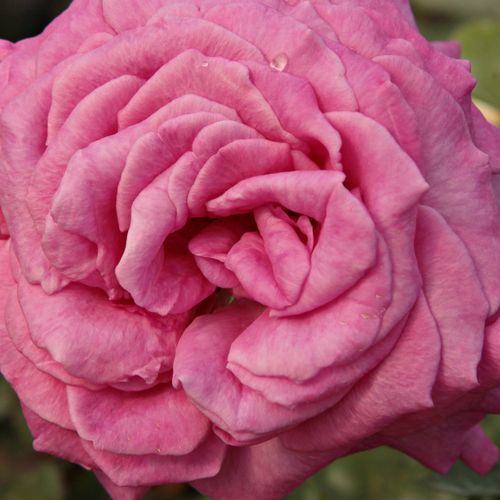 Růže online koupit v prodejně - Růžová - Čajohybridy - intenzivní - Rosa  új termék - Georges Delbard - ,-